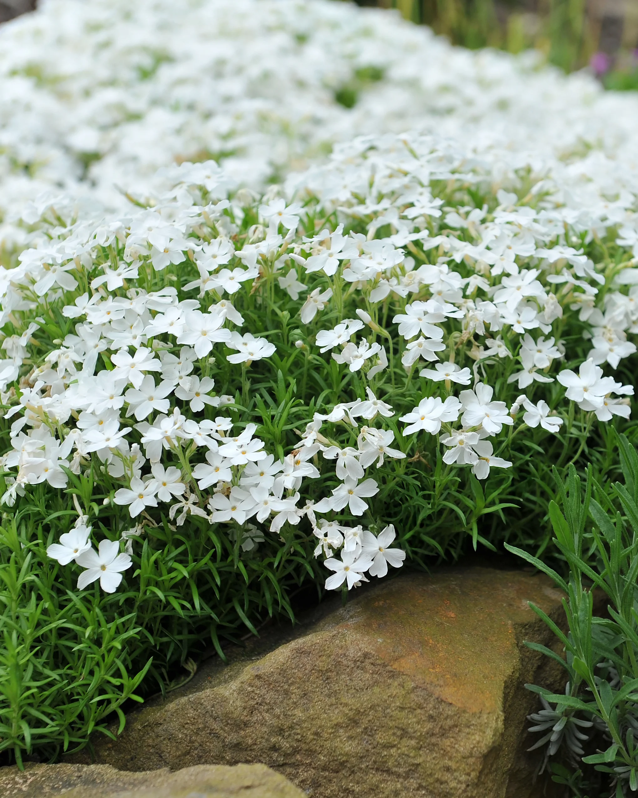 New perennials